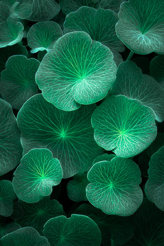 EXOSOMAS DE CENTELLA